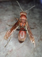 Polistes tenebricosus