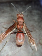 Polistes tenebricosus