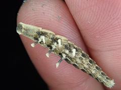 Pyrocoelia formosana