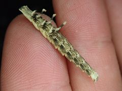 Pyrocoelia formosana