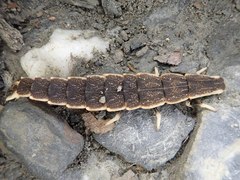 Pyrocoelia formosana