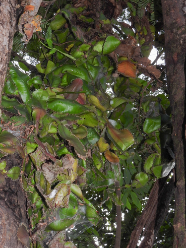Strophocactus