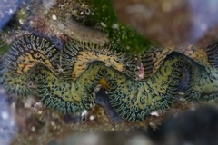 Tridacna noae