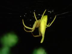 Arachnura