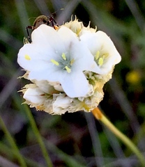 Armeria canescens
