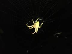 Arachnura