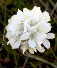Armeria canescens