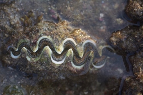 Tridacna noae image