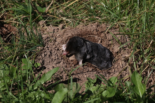 Aquitanian mole, 43580 Alleyras, France, photo 8 of 10