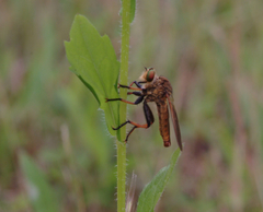 Cophinopoda