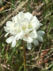 Armeria canescens