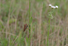 Cophinopoda