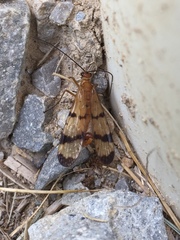 Mecoptera