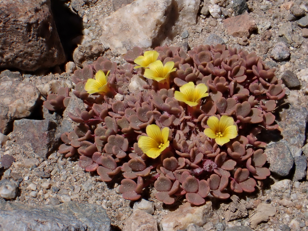 Oxalis compacta (Oxalis compacta)