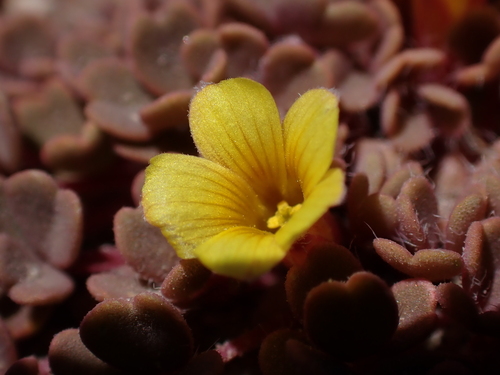 Image of Fleshy Sorrel (Oxalis compacta) by (c) Nolan Exe, some rights reserved (CC BY)
