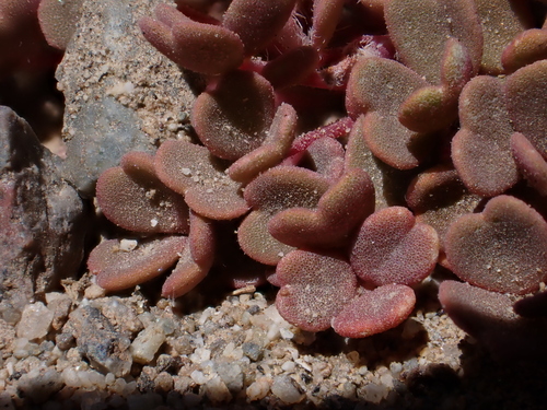 Image of Oxalis compacta by (c) Nolan Exe, some rights reserved (CC BY)