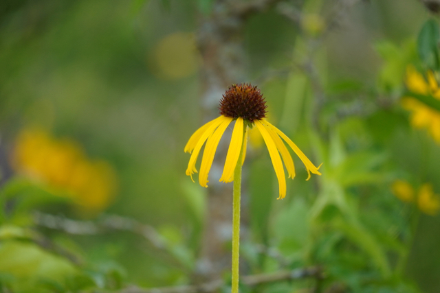 yellow coneflower