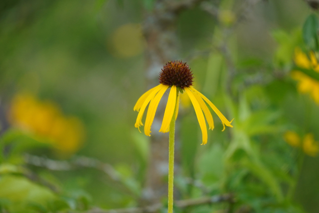 Echinacea paradoxa