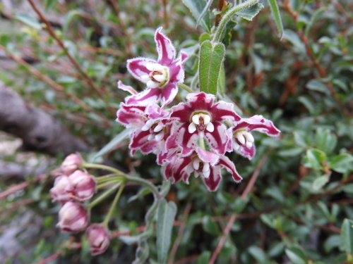 Image of Funastrum torreyi by (c) Leticia Jiménez Hernández, some rights reserved (CC BY-SA)