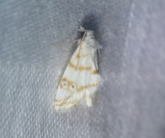 Patissa fulvosparsa