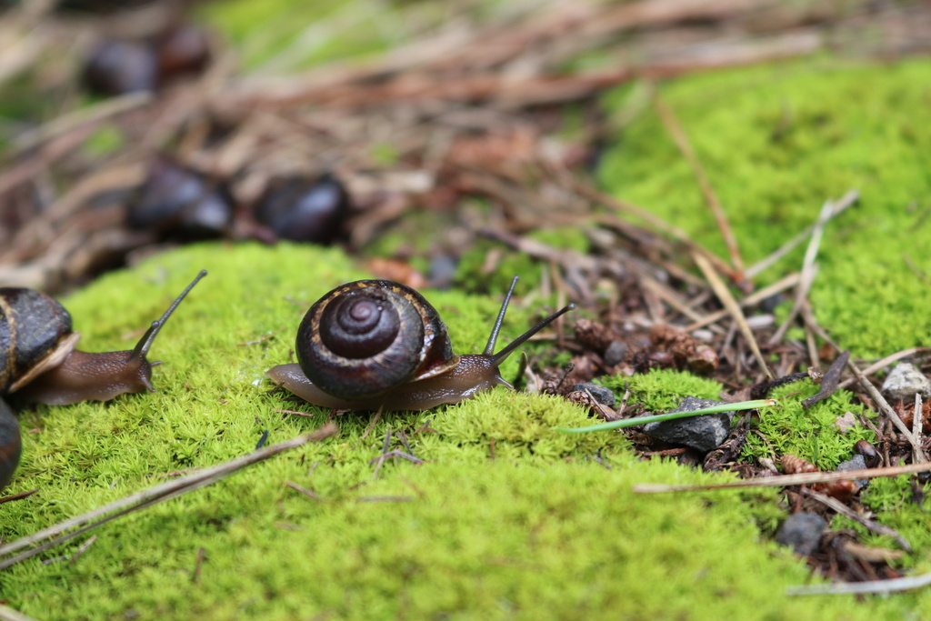 Hemicycla bidentalis