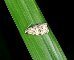 Phaecasiophora