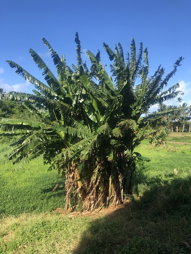 Musa troglodytarum observed 2019-05-27