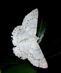 Pingasa rufofasciata