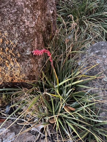Fernseea itatiaiae, photograph 5