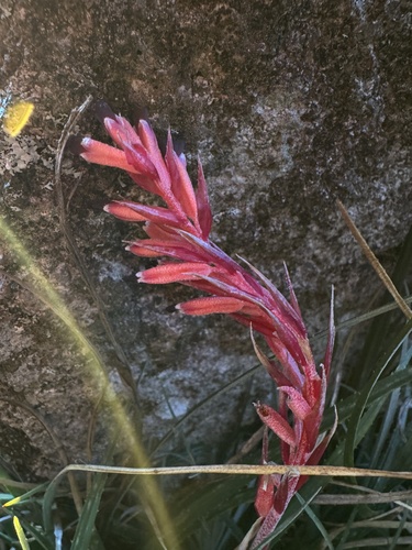 Fernseea itatiaiae, photograph 6