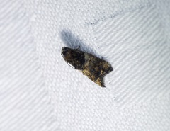 Polylopha cassiicola