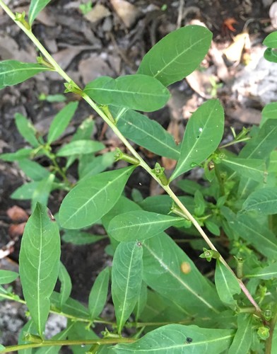 Ludwigia glandulosa iNat (1)