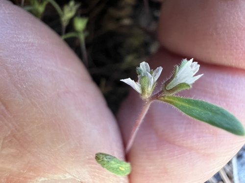 Image of Phacelia racemosa by (c) Steve Matson, some rights reserved (CC BY)