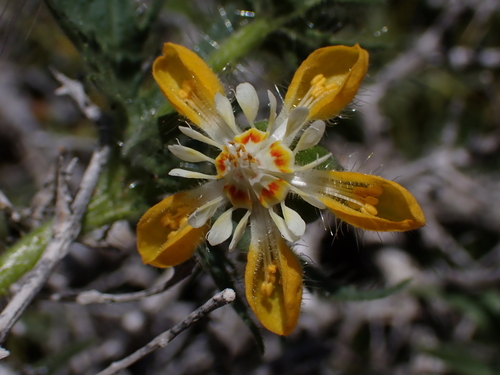 Loasa mendocina (Loasa mendocina)