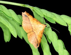 Pseudonadagara semicolor