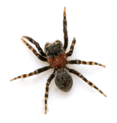 Talavera parvistyla