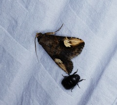 Pseudosphetta fissisigna