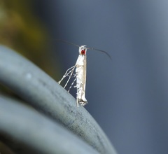 Eteoryctis syngramma