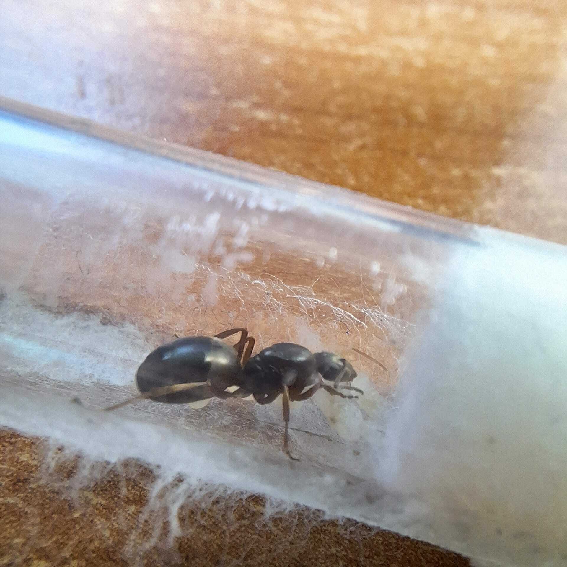 Formica balcanina