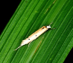 Roeslerstammiidae