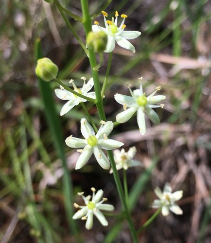 white sunnybell (Schoenolirion albiflorum)