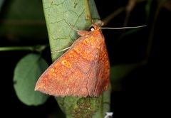 Singara diversalis