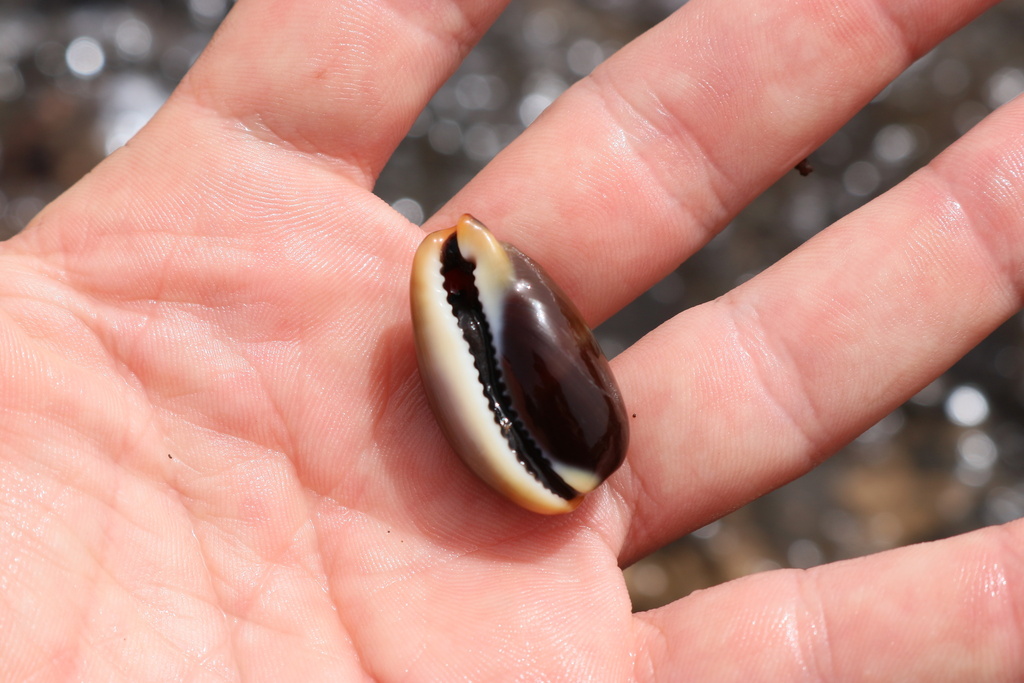 Luria lurida pulchroides