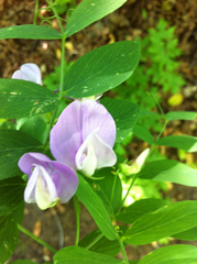 Lathyrus pauciflorus
