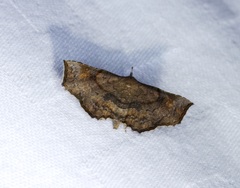 Throana pectinifer