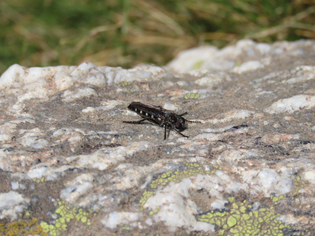 Lithoeciscus heydenii