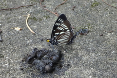 Euripus nyctelius