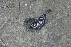 Euripus nyctelius