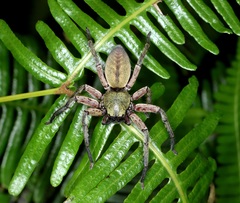 Thelcticopis severa