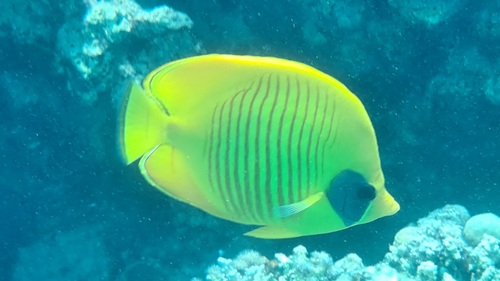 Masked Butterflyfish — seen at this dive site